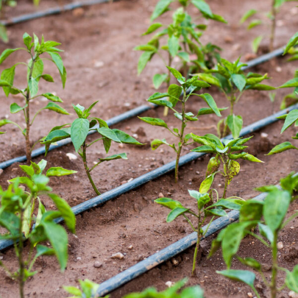 Sunstream Drip Tape Parallax injector in field