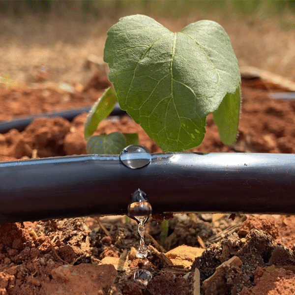Drip Tape Sunstream Supernova spreading water