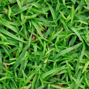 bermuda grass