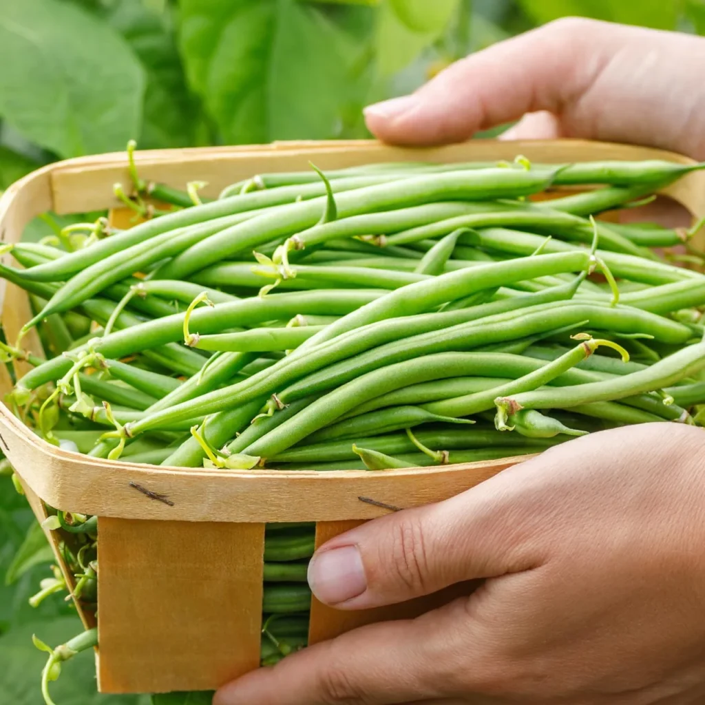 jade bean