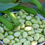 jade bean seeds