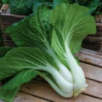 pak choi seeds