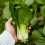 pak choi seeds