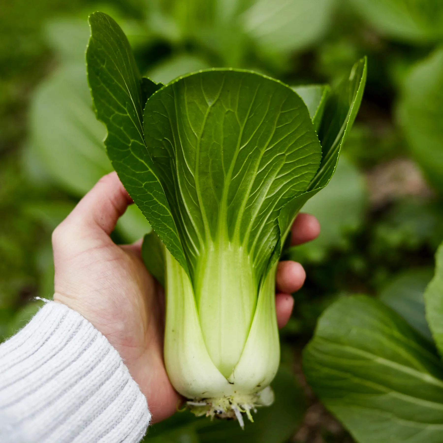 pak choi seeds pak choi seeds