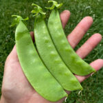 Snow Peas Seeds