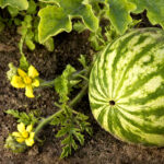 Watermelon seeds - Image 4