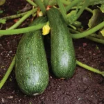 zucchini seeds